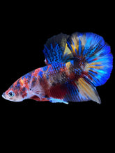 Load image into Gallery viewer, Male Halfmoon Plakat - Multicolor #1841 - Live Betta Fish
