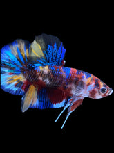 Load image into Gallery viewer, Male Halfmoon Plakat - Multicolor #1841 - Live Betta Fish
