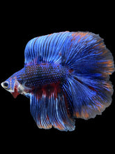 Load image into Gallery viewer, Male Fullmoon - Fancy Blue #1842 - Live Betta Fish
