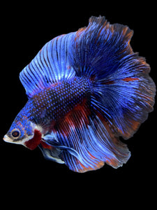 Male Fullmoon - Fancy Blue #1842 - Live Betta Fish
