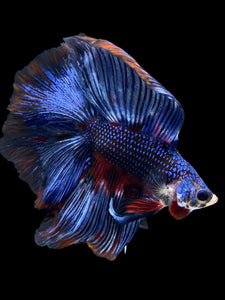 Male Fullmoon - Fancy Blue #1842 - Live Betta Fish