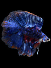 Load image into Gallery viewer, Male Fullmoon - Fancy Blue #1842 - Live Betta Fish
