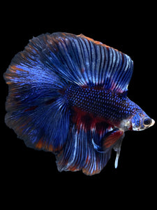 Male Fullmoon - Fancy Blue #1842 - Live Betta Fish