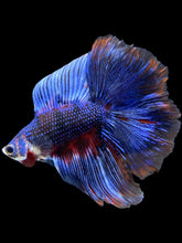 Load image into Gallery viewer, Male Fullmoon - Fancy Blue #1842 - Live Betta Fish
