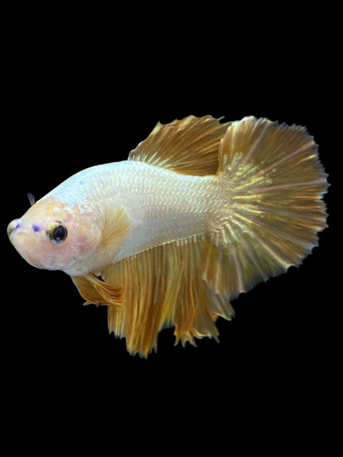 TOP GRADE Female Halfmoon - Super Gold #1843 - Live Betta Fish