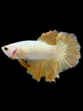 Load image into Gallery viewer, TOP GRADE Female Halfmoon - Super Gold #1843 - Live Betta Fish

