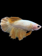 Load image into Gallery viewer, TOP GRADE Female Halfmoon - Super Gold #1843 - Live Betta Fish
