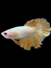 Load image into Gallery viewer, TOP GRADE Female Halfmoon - Super Gold #1843 - Live Betta Fish
