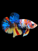 Load image into Gallery viewer, Male Halfmoon Plakat - Multicolor #1844 - Live Betta Fish
