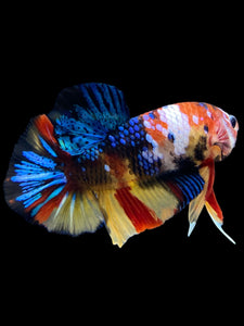 Male Halfmoon Plakat - Multicolor #1844 - Live Betta Fish