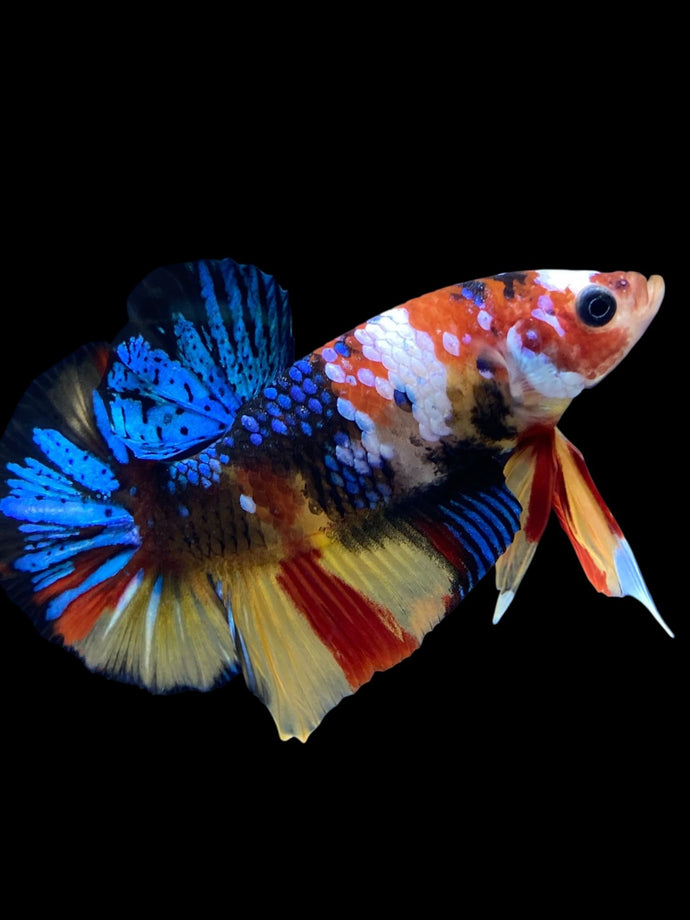 Male Halfmoon Plakat - Multicolor #1844 - Live Betta Fish