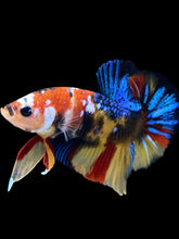 Load image into Gallery viewer, Male Halfmoon Plakat - Multicolor #1844 - Live Betta Fish

