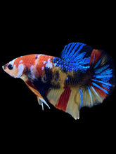 Load image into Gallery viewer, Male Halfmoon Plakat - Multicolor #1844 - Live Betta Fish
