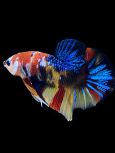 Male Halfmoon Plakat - Multicolor #1844 - Live Betta Fish