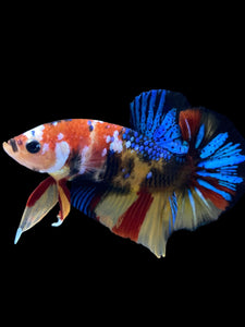 Male Halfmoon Plakat - Multicolor #1844 - Live Betta Fish