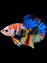 Load image into Gallery viewer, Male Halfmoon Plakat - Multicolor #1844 - Live Betta Fish

