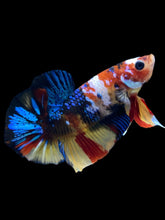 Load image into Gallery viewer, Male Halfmoon Plakat - Multicolor #1844 - Live Betta Fish
