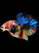 Load image into Gallery viewer, Male Halfmoon Plakat - Multicolor #1844 - Live Betta Fish
