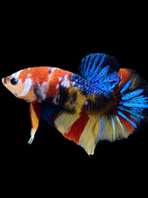 Load image into Gallery viewer, Male Halfmoon Plakat - Multicolor #1844 - Live Betta Fish

