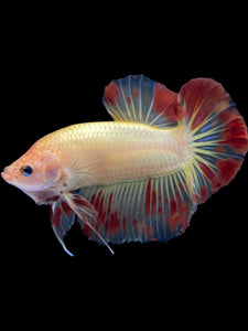 Male Halfmoon Plakat - Vanda #1845 - Live Betta Fish