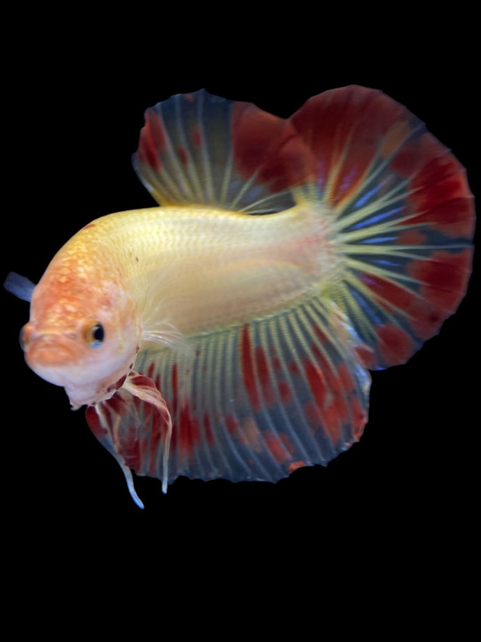 Male Halfmoon Plakat - Vanda #1845 - Live Betta Fish