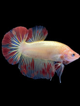 Load image into Gallery viewer, Male Halfmoon Plakat - Vanda #1845 - Live Betta Fish
