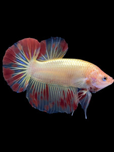 Male Halfmoon Plakat - Vanda #1845 - Live Betta Fish
