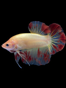 Male Halfmoon Plakat - Vanda #1845 - Live Betta Fish
