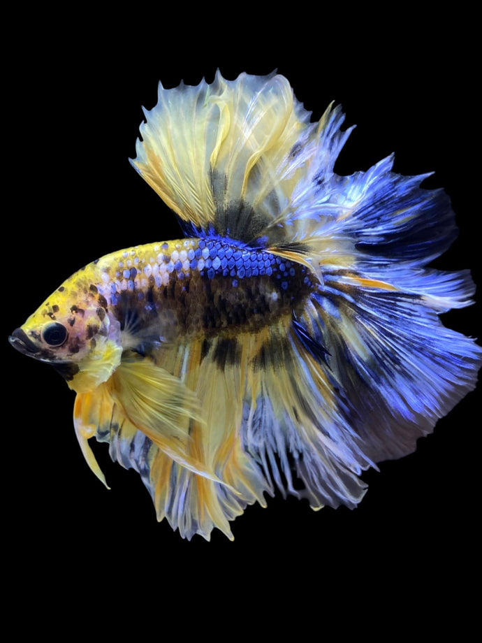 Male Halfmoon - Yellow Galaxy #1846 - Live Betta Fish (NIP TAIL)