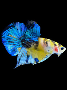Male Halfmoon Plakat - Yellow Galaxy #1847 - Live Betta Fish