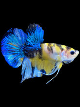 Load image into Gallery viewer, Male Halfmoon Plakat - Yellow Galaxy #1847 - Live Betta Fish
