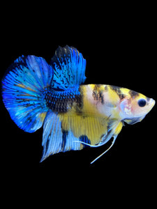 Male Halfmoon Plakat - Yellow Galaxy #1847 - Live Betta Fish