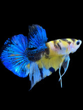 Load image into Gallery viewer, Male Halfmoon Plakat - Yellow Galaxy #1847 - Live Betta Fish
