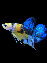 Load image into Gallery viewer, Male Halfmoon Plakat - Yellow Galaxy #1847 - Live Betta Fish
