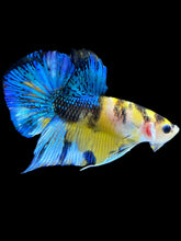 Load image into Gallery viewer, Male Halfmoon Plakat - Yellow Galaxy #1847 - Live Betta Fish

