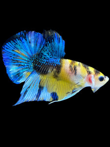Male Halfmoon Plakat - Yellow Galaxy #1847 - Live Betta Fish