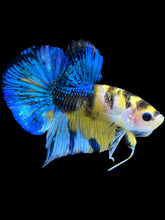 Load image into Gallery viewer, Male Halfmoon Plakat - Yellow Galaxy #1847 - Live Betta Fish
