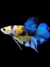 Load image into Gallery viewer, Male Halfmoon Plakat - Yellow Galaxy #1847 - Live Betta Fish
