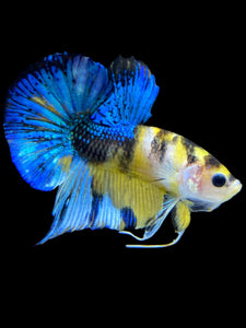 Male Halfmoon Plakat - Yellow Galaxy #1847 - Live Betta Fish