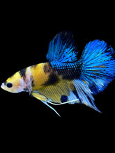 Load image into Gallery viewer, Male Halfmoon Plakat - Yellow Galaxy #1847 - Live Betta Fish
