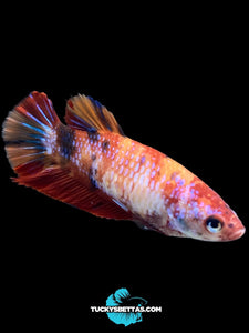 Female Halfmoon Plakat - Galaxy #184 - Live Betta Fish