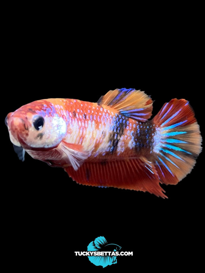 Female Halfmoon Plakat - Galaxy #184 - Live Betta Fish