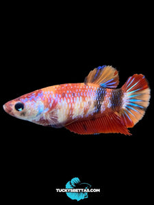 Female Halfmoon Plakat - Galaxy #184 - Live Betta Fish