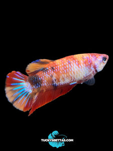 Female Halfmoon Plakat - Galaxy #184 - Live Betta Fish