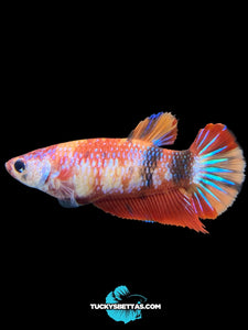 Female Halfmoon Plakat - Galaxy #184 - Live Betta Fish