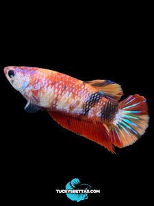 Female Halfmoon Plakat - Galaxy #184 - Live Betta Fish