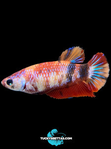 Female Halfmoon Plakat - Galaxy #184 - Live Betta Fish