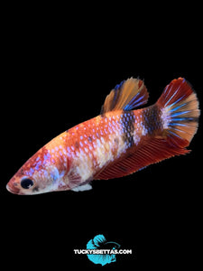 Female Halfmoon Plakat - Galaxy #184 - Live Betta Fish