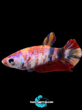 Load image into Gallery viewer, Female Halfmoon Plakat - Galaxy #184 - Live Betta Fish
