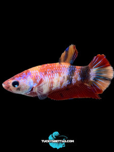 Female Halfmoon Plakat - Galaxy #184 - Live Betta Fish